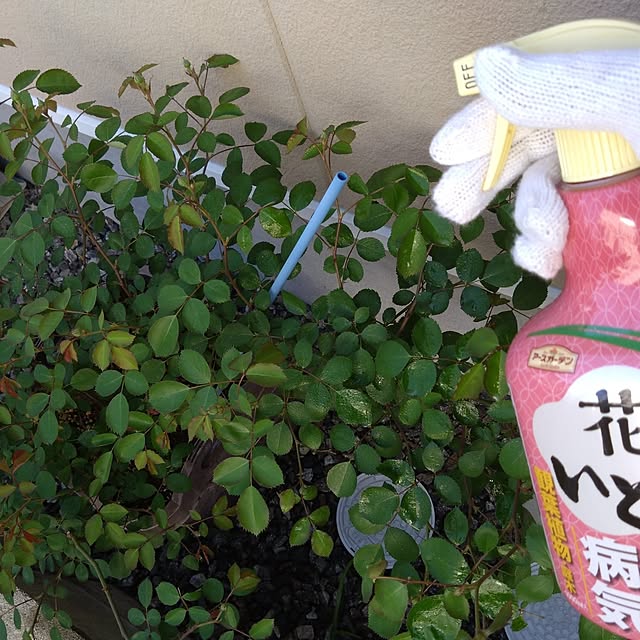 odecomaikoさんの部屋