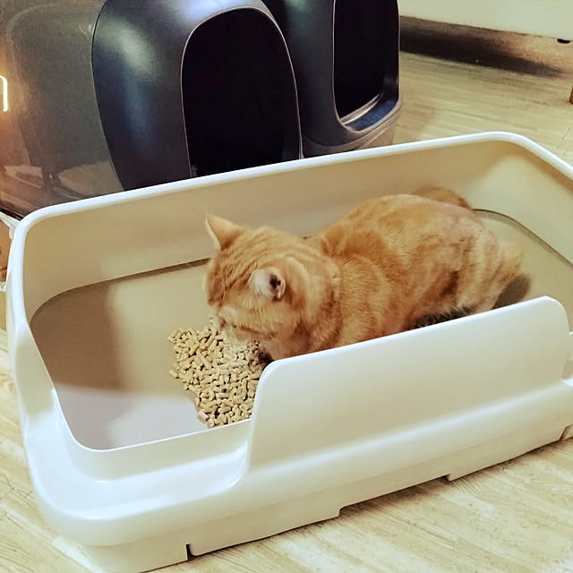 runaさんの実例写真