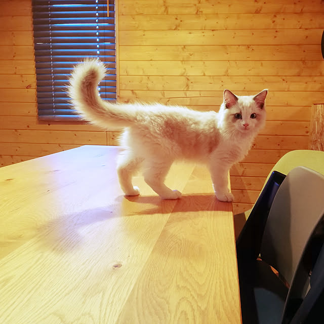 kjmkeさんの実例写真