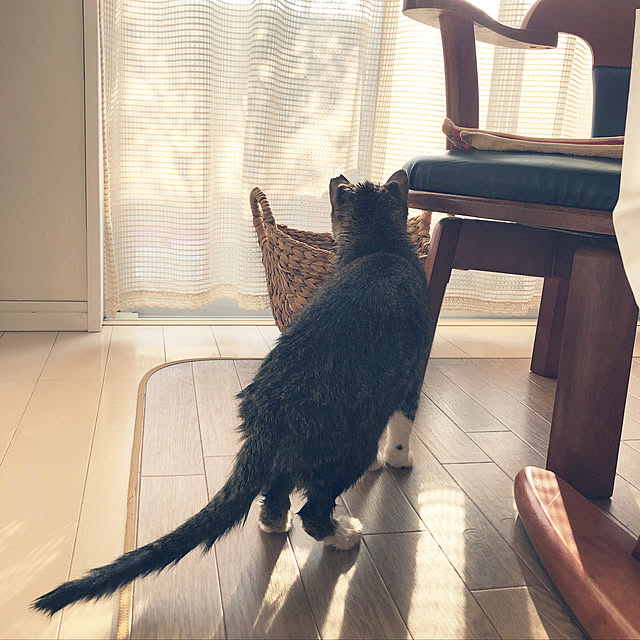 nekomiさんの実例写真