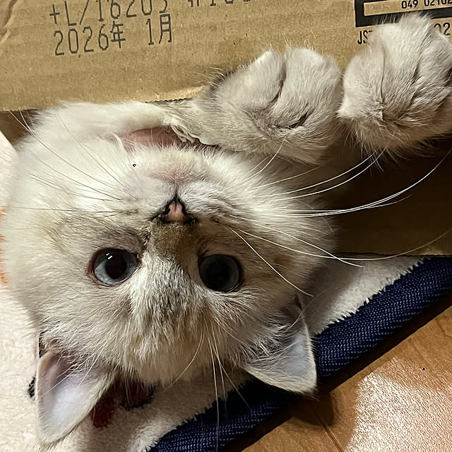 kinakoさんの実例写真