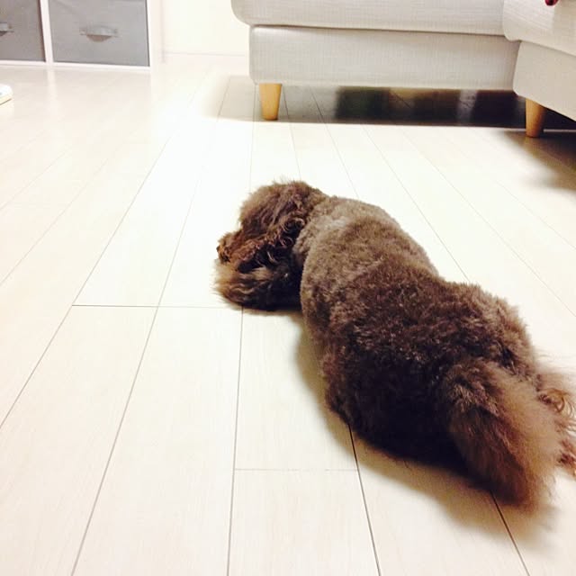 merryさんの実例写真