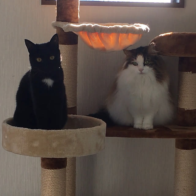 uraraさんの実例写真
