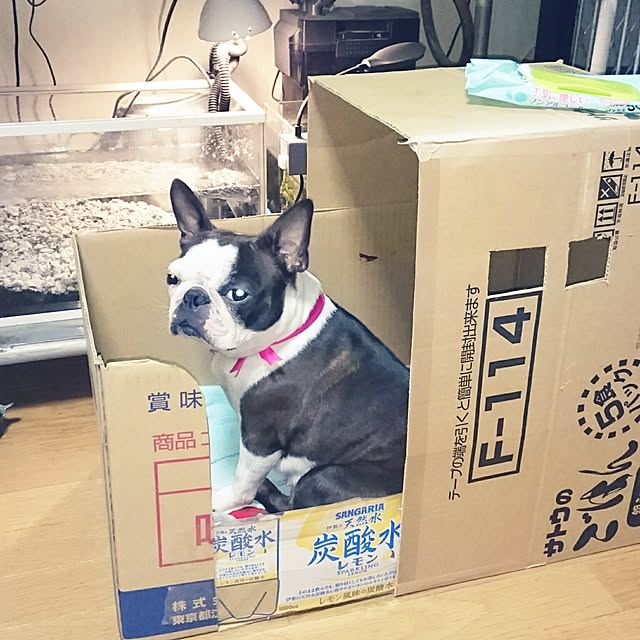 maiさんの実例写真
