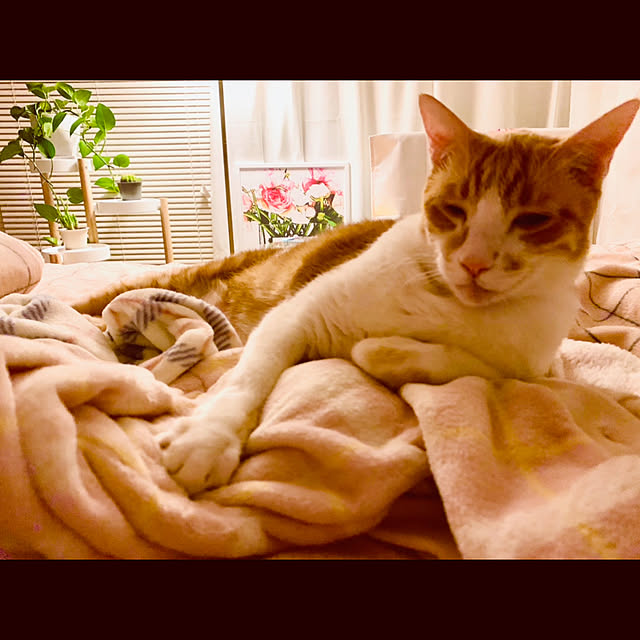 brbrnknkさんの実例写真