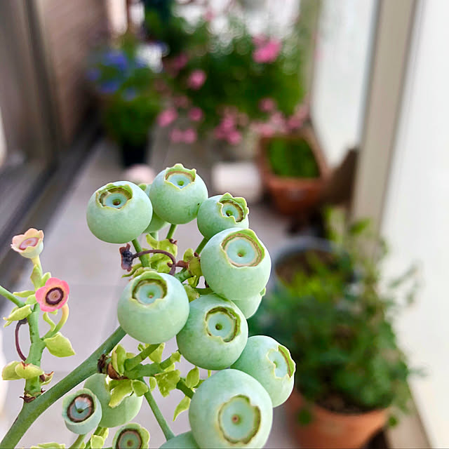 eripomeさんの実例写真