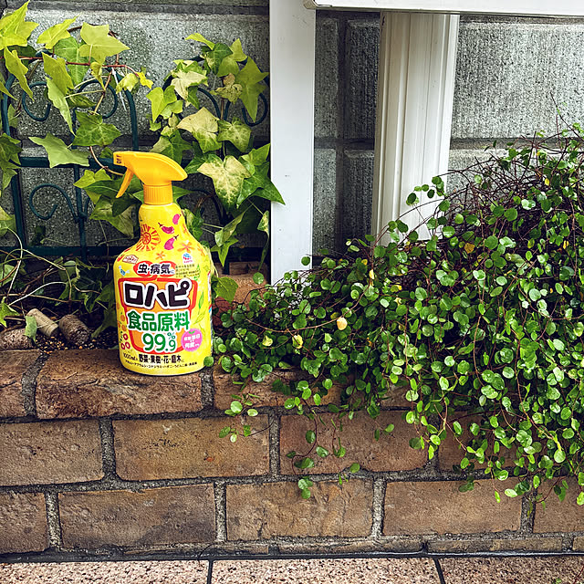 masamasaさんの実例写真