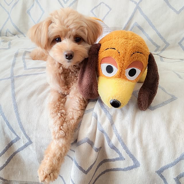 faunさんの実例写真
