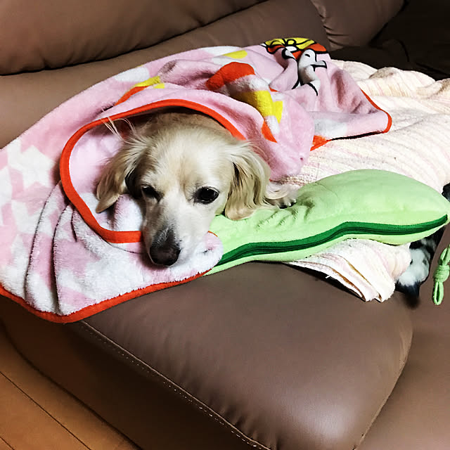 ruki928さんの実例写真