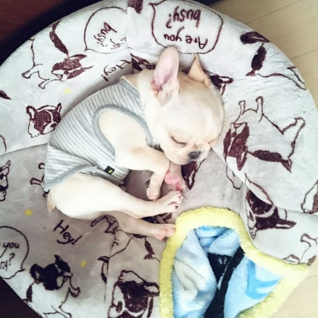 koronさんの実例写真
