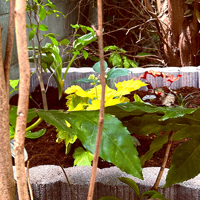 chacoさんの実例写真