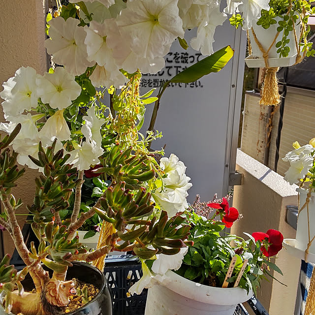 nenyaさんの実例写真