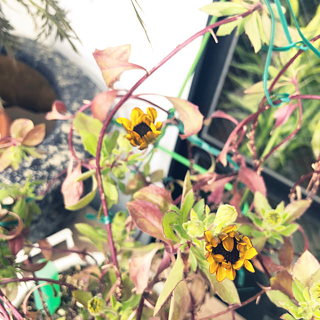 86さんの実例写真