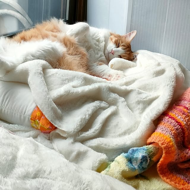 mori_6_12さんの実例写真