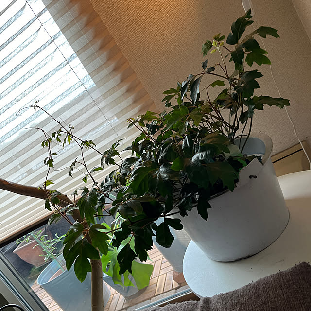 cagosukiさんの実例写真