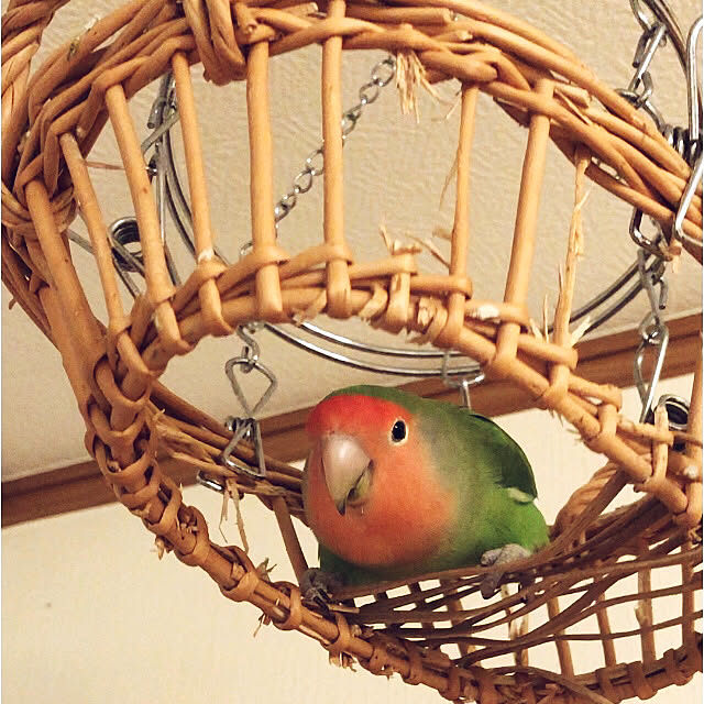 Rechanさんの実例写真