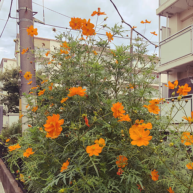 uchidaizuさんの実例写真