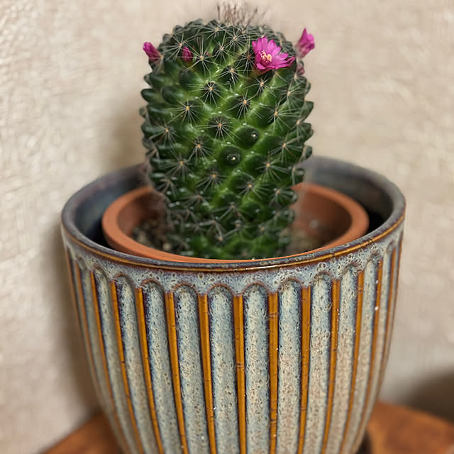 canetteさんの部屋