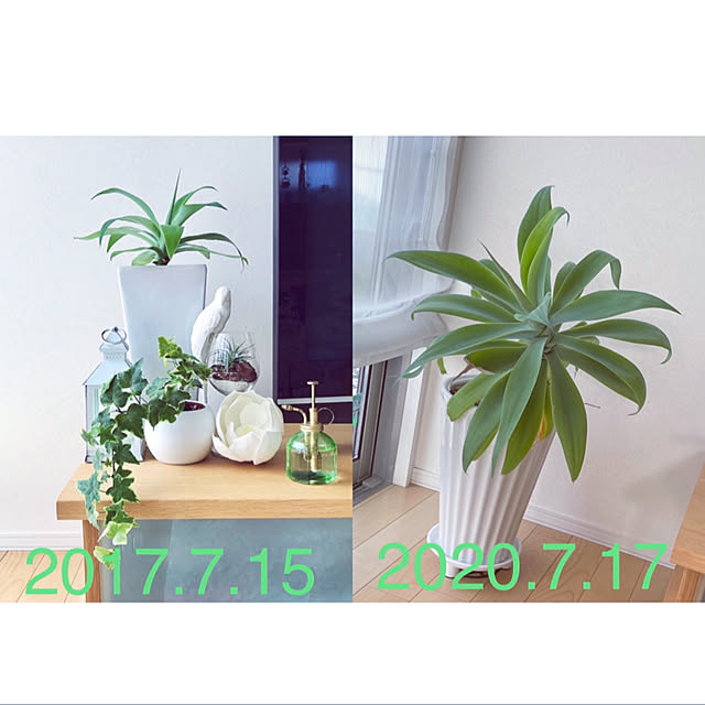 kinakoさんの実例写真