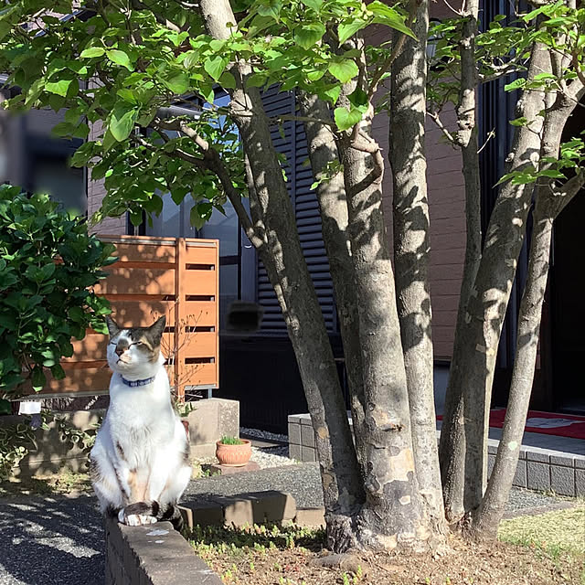 haruminさんの実例写真
