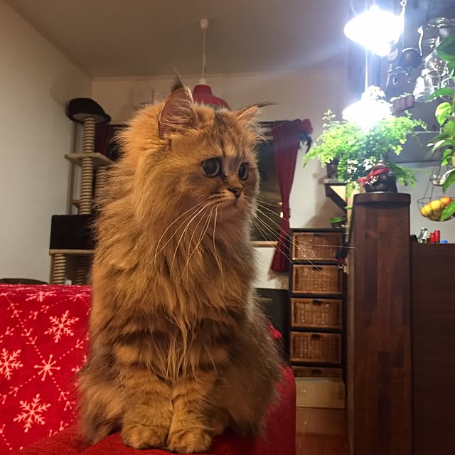 butachanさんの実例写真