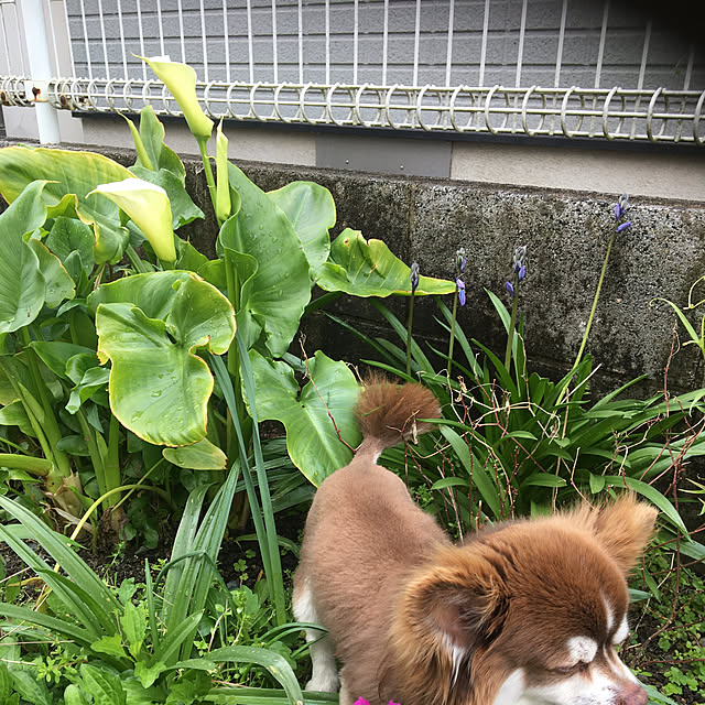 chIoeさんの実例写真