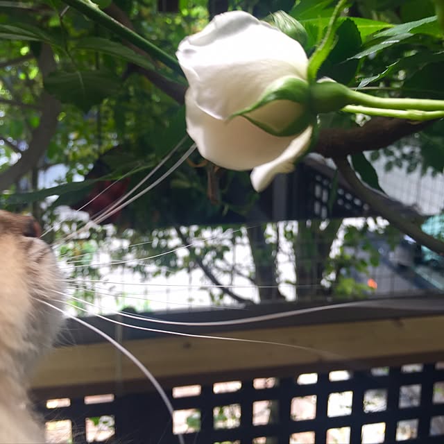 butachanさんの実例写真