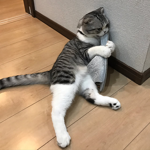 Dahliaさんの実例写真