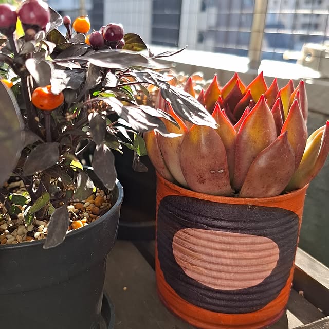 noaさんの実例写真