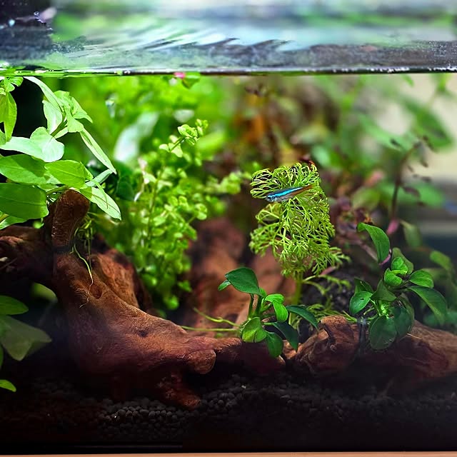mint_greenさんの実例写真