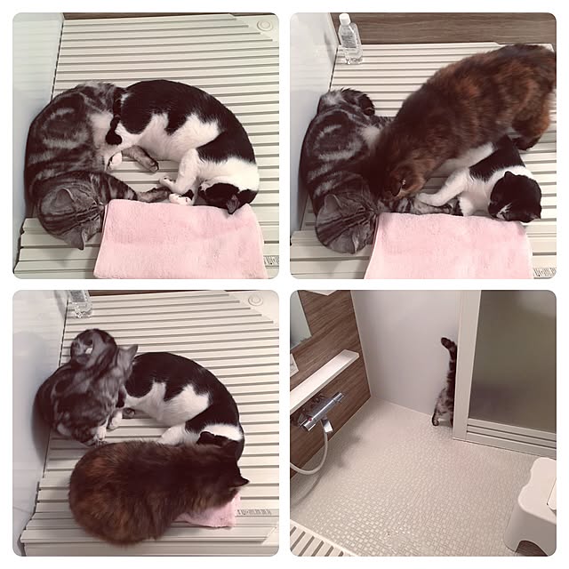 mikomaruさんの実例写真