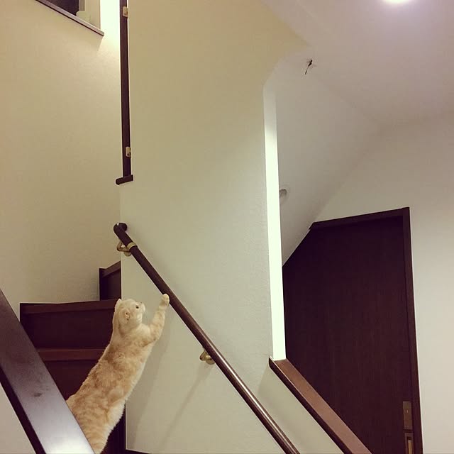 壁/天井/ねこと暮らす。のインテリア実例 - 2016-09-11 03:23:47