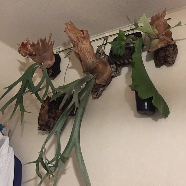 HIROさんの実例写真