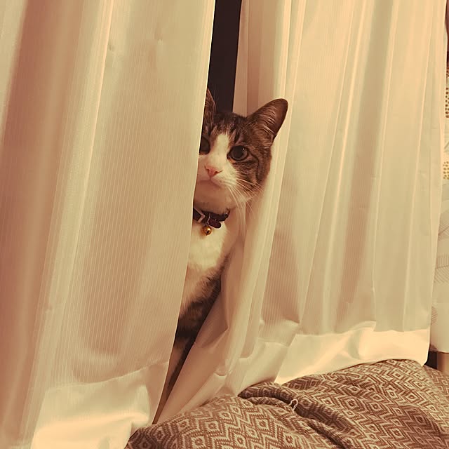 miruさんの実例写真