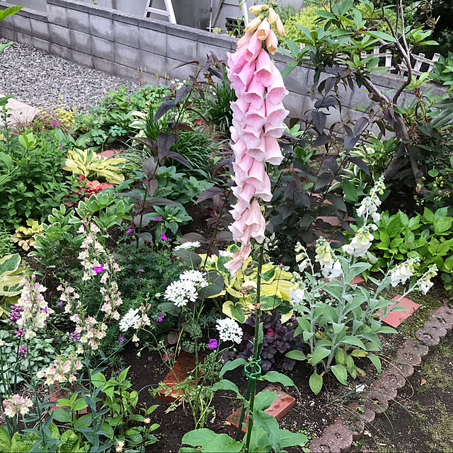 kikkoさんの実例写真