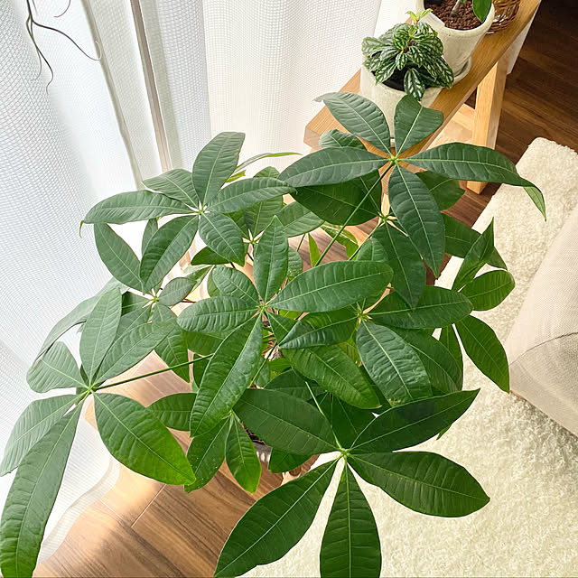 パキラ成長中/ボタニカルインテリア/観葉植物のある暮らし/１日を大切に/いつも見てくれてありがとうございます♡...などのインテリア実例 - 2022-04-25 09:28:15