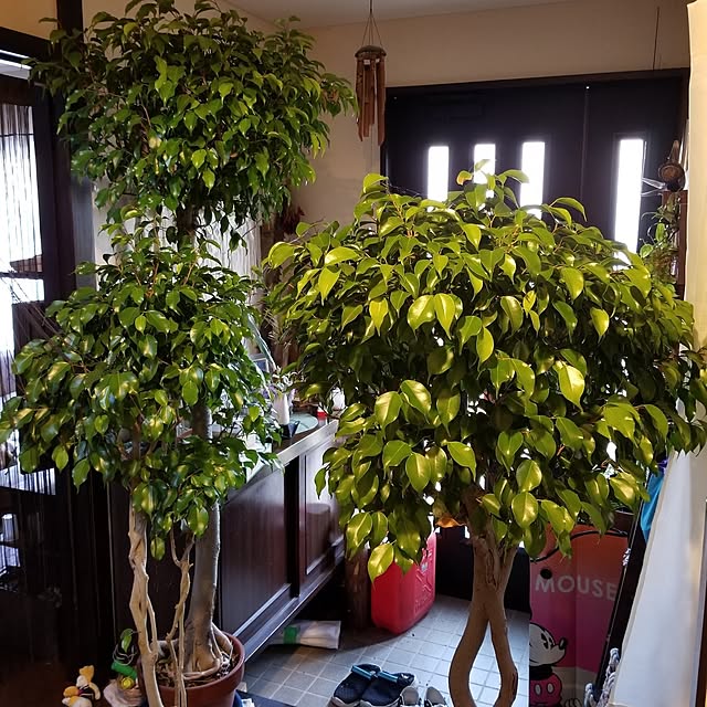 midoriさんの部屋