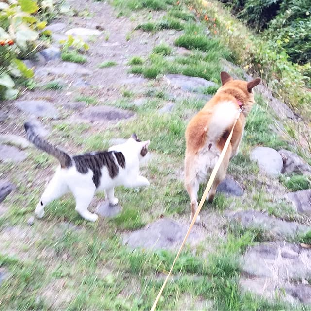 yocchiさんの実例写真