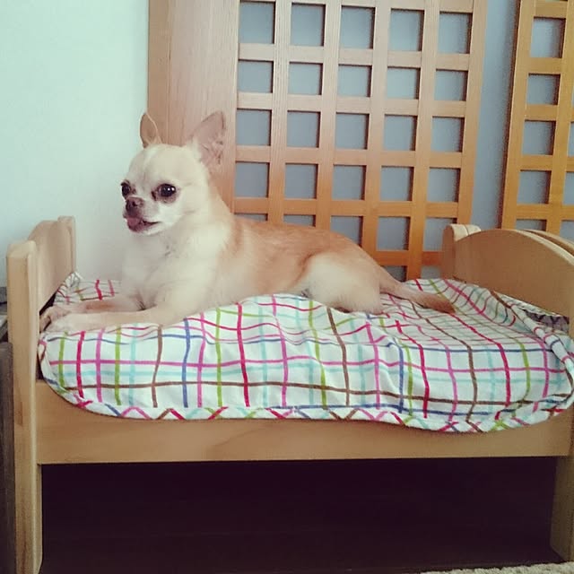 shirogomaさんの実例写真