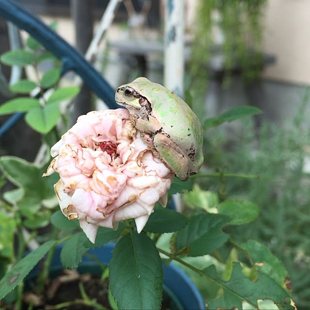 koihiさんの実例写真