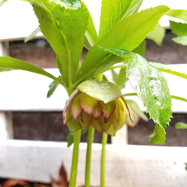 midoriさんの実例写真