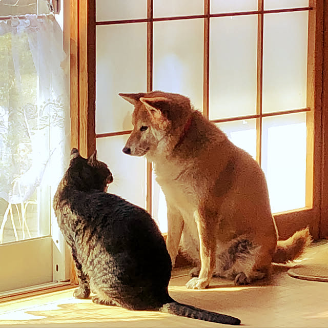 rinさんの実例写真