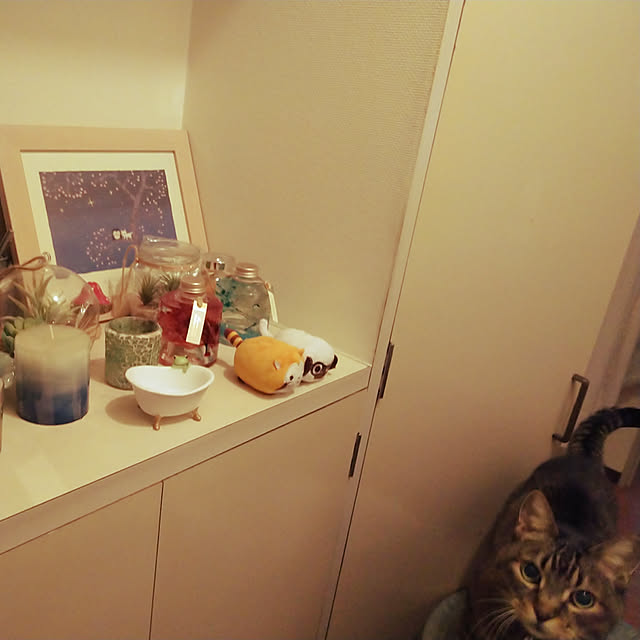 catloveさんの実例写真