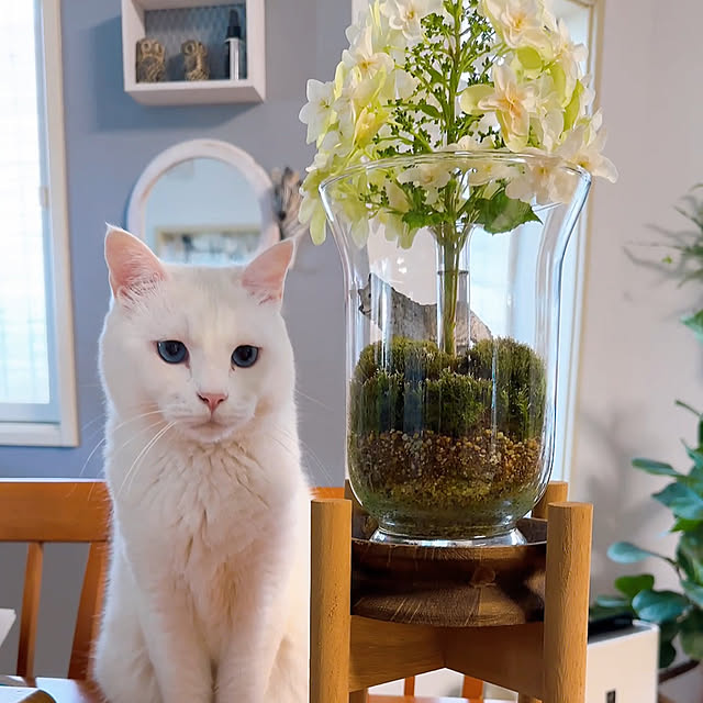 nyanko-beamさんの実例写真