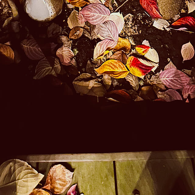 chacoさんの部屋