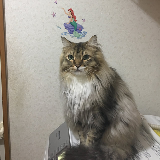 CATさんの実例写真