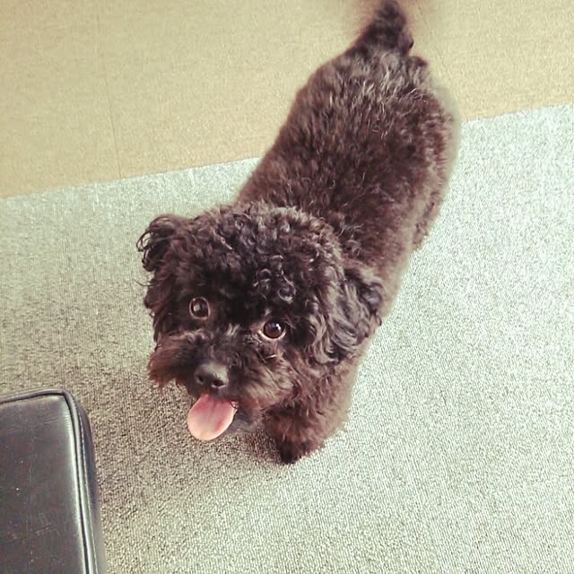 asayanさんの実例写真