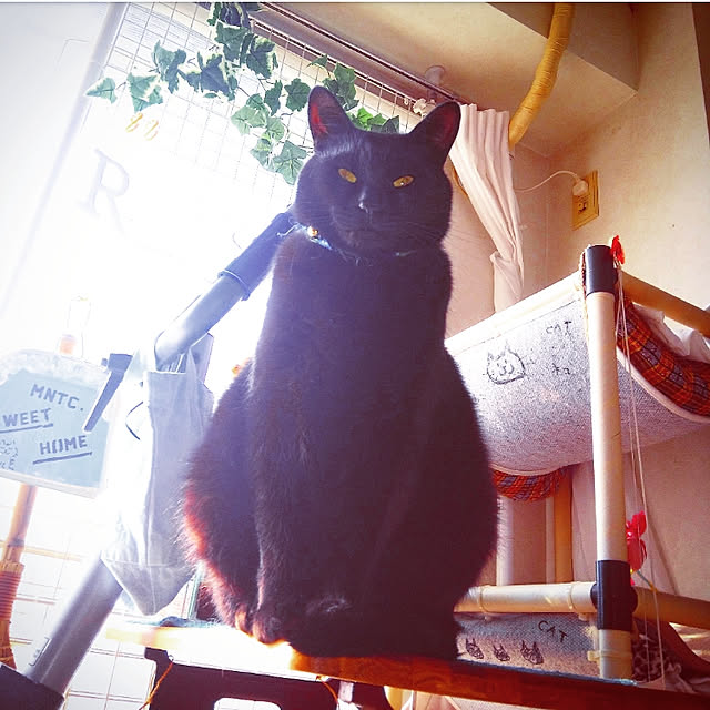 mntcさんの実例写真