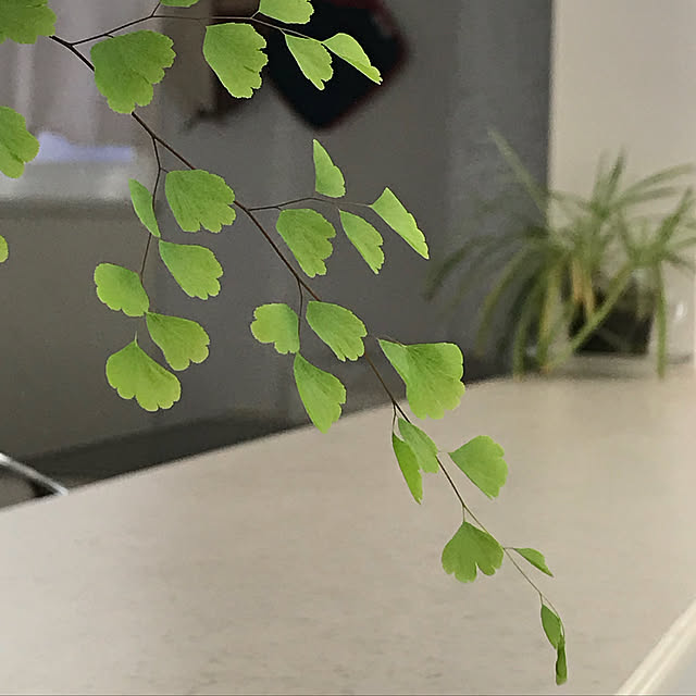 akosanさんの実例写真