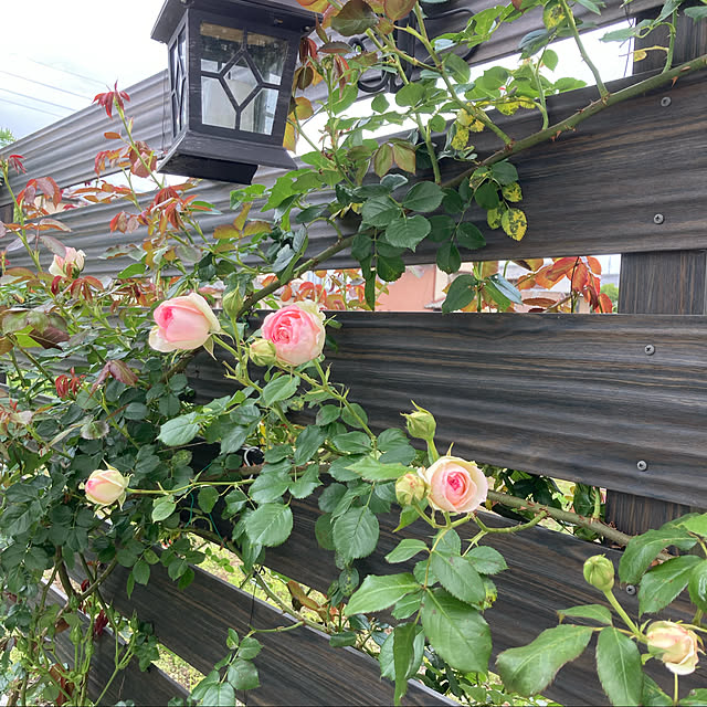 irohamamaさんの実例写真